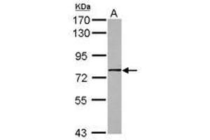 Image no. 1 for anti-Guanine Nucleotide Binding Protein Like Protein 1 (GNL1) (AA 83-375) antibody (ABIN1498485) (GNL1 Antikörper  (AA 83-375))
