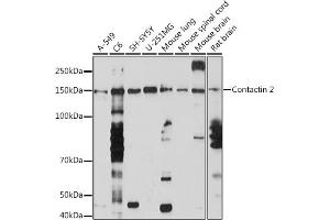 Western blot analysis of extracts of various cell lines, using Contactin 2 Rabbit mAb (ABIN7266493) at 1:1000 dilution. (CNTN2 Antikörper)