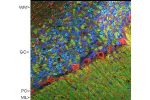 Confocal image of adult rat cerebellar cortex stained with CPCA-VLP-1 (green), polyclonal antibody to NF-M:RPCA-NF-M (red) and DNA (blue). (VSNL1 Antikörper)