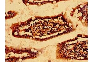 Immunohistochemistry of paraffin-embedded human small intestine tissue using ABIN7157063 at dilution of 1:100 (HSCB Antikörper  (AA 30-235))