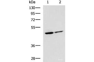 Western blot analysis of Jurkat and HepG2 cell lysates using LRRC28 Polyclonal Antibody at dilution of 1:1000 (LRRC28 Antikörper)