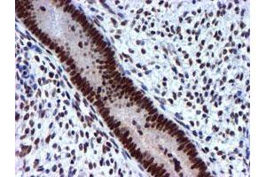 Image no. 11 for anti-Ubiquitin Specific Peptidase 7 (Herpes Virus-Associated) (USP7) antibody (ABIN1498592) (USP7 Antikörper)