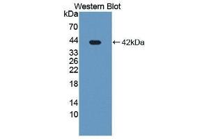 Western Blotting (WB) image for anti-Golgi Membrane Protein 1 (GOLM1) (AA 119-223) antibody (ABIN1174907)