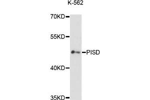 Western blot analysis of extracts of K-562 cells, using PISD antibody (ABIN6293744) at 1:3000 dilution. (PISD Antikörper)