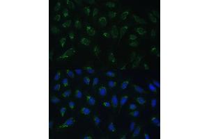 Immunofluorescence analysis of U-2 OS cells using HIGD1A Polyclonal Antibody (ABIN7267642) at dilution of 1:100 (40x lens).