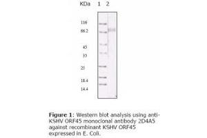 Image no. 1 for anti-HHV-8 ORF45 antibody (ABIN478369) (HHV-8 ORF45 Antikörper)