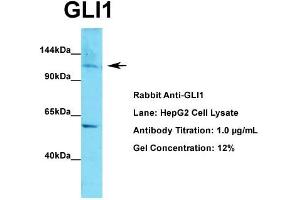 WB Suggested Anti-GLI1  Antibody Titration: 1. (GLI1 Antikörper  (C-Term))