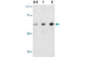 Western blot analysis of AATF in human small intestine tissue lysate with AATF polyclonal antibody  at 0. (AATF Antikörper  (C-Term))