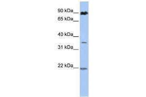 Western Blotting (WB) image for anti-Ring Finger Protein 219 (RNF219) antibody (ABIN2458734) (RNF219 Antikörper)