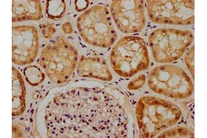 IHC image of ABIN7150293 diluted at 1:300 and staining in paraffin-embedded human kidney tissue performed on a Leica BondTM system.