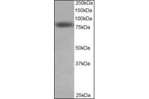 Antibody staining (0. (NDC80 Antikörper  (C-Term))