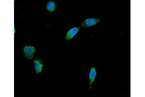IF analysis of AES using anti-AES antibody (ABIN6719264). (AES Antikörper  (AA 69-138))