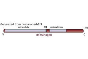 Image no. 1 for anti-Receptor Tyrosine-Protein Kinase ErbB-3 (ERBB3) antibody (ABIN967437) (ERBB3 Antikörper)