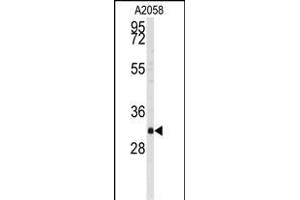 Western blot analysis of anti-BP2 Antibody (C-term) (ABIN392213 and ABIN2841909) in  cell line lysates (35 μg/lane). (WBP2 Antikörper  (C-Term))