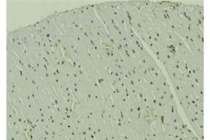 ABIN6273545 at 1/100 staining Mouse muscle tissue by IHC-P. (CRTC1 Antikörper  (Internal Region))