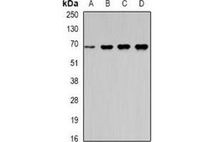 Western blot analysis of Moesin expression in Hela (A), HT29 (B), mouse lung (C), mouse kindey (D) whole cell lysates. (Moesin Antikörper)