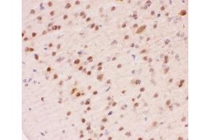 IHC-P staining of mouse brain tissue (APEX1 Antikörper  (AA 2-318))