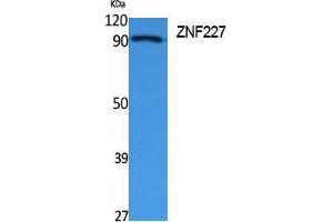 Western Blotting (WB) image for anti-Zinc Finger Protein 227 (ZNF227) (Internal Region) antibody (ABIN3187644) (ZNF227 Antikörper  (Internal Region))