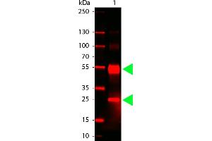 Human IgG (H&L) Antibody 680 Conjugated - Western Blot. (Kaninchen anti-Human IgG Antikörper (DyLight 680) - Preadsorbed)