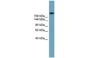 WB Suggested Anti-ABCA12 Antibody Titration:  0. (ABCA12 Antikörper  (Middle Region))