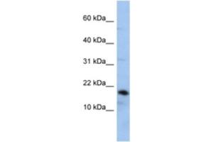 Western Blotting (WB) image for anti-Lipocalin 1 (LCN1) antibody (ABIN2463938) (Lipocalin 1 Antikörper)
