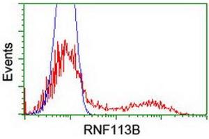 HEK293T cells transfected with either RC205407 overexpress plasmid (Red) or empty vector control plasmid (Blue) were immunostained by anti-RNF113B antibody (ABIN2455436), and then analyzed by flow cytometry. (RNF113B Antikörper)