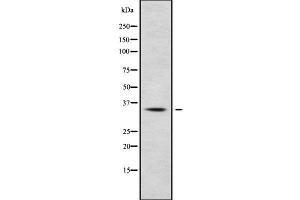 Western blot analysis of HOXC13 using HepG2 whole cell lysates (HOXC13 Antikörper  (C-Term))