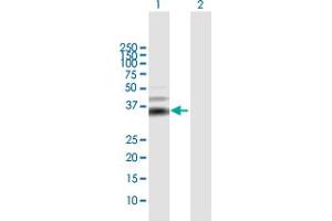 Western Blot analysis of MOS expression in transfected 293T cell line by MOS MaxPab polyclonal antibody. (MOS Antikörper  (AA 1-346))