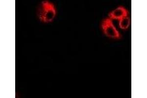 Immunofluorescent analysis of eIF3C staining in U2OS cells. (EIF3C Antikörper)