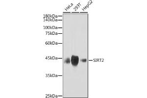 Western blot analysis of extracts of various cell lines, using SIRT2 antibody (ABIN1680889, ABIN3018355, ABIN3018356 and ABIN7101597) at 1:1000 dilution. (SIRT2 Antikörper)