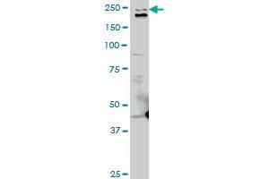 TLN1 monoclonal antibody (M06), clone 2E10. (TLN1 Antikörper  (AA 1052-1149))
