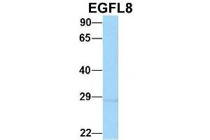Host:  Rabbit  Target Name:  EGFL8  Sample Type:  Hela  Antibody Dilution:  1. (EGFL8 Antikörper  (C-Term))