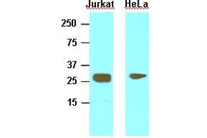 Western Blotting (WB) image for anti-High Mobility Group Box 1 (HMGB1) (AA 1-215), (N-Term) antibody (ABIN356226) (HMGB1 Antikörper  (N-Term))