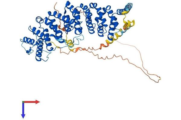 PPP2R5D Protein (AA 1-602) (His tag)