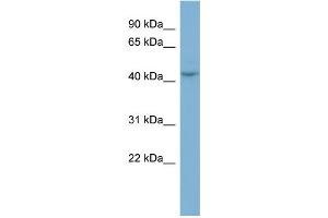 WB Suggested Anti-PGCP Antibody Titration:  0. (CPQ Antikörper  (N-Term))