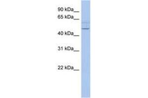 Image no. 1 for anti-PWWP Domain Containing 2B (PWWP2B) (AA 35-84) antibody (ABIN6743509) (PWWP2B Antikörper  (AA 35-84))