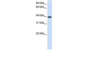 Image no. 1 for anti-1-Acylglycerol-3-Phosphate O-Acyltransferase 5 (Lysophosphatidic Acid Acyltransferase, Epsilon) (AGPAT5) (AA 36-85) antibody (ABIN6738358) (AGPAT5 Antikörper  (AA 36-85))