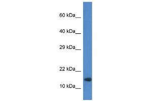 WB Suggested Anti-Rnf122 Antibody   Titration: 1. (RNF122 Antikörper  (Middle Region))