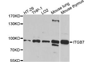 Western blot analysis of extracts of various cell lines, using ITGB7 antibody (ABIN5973480) at 1/1000 dilution.
