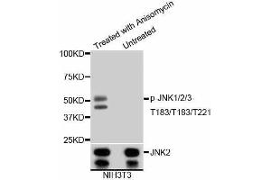 Western blot analysis of extracts of various cells, using Phospho-JNK1/2/3-T183/T183/T221 antibody (abx125450).