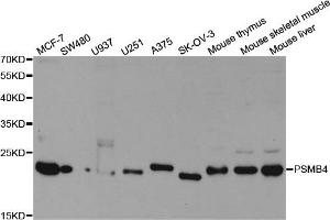 Western Blotting (WB) image for anti-Proteasome (Prosome, Macropain) Subunit, beta Type, 4 (PSMB4) antibody (ABIN1876898)