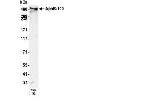 anti-Apoprotein B100 (Apo-B100) antibody (HRP)