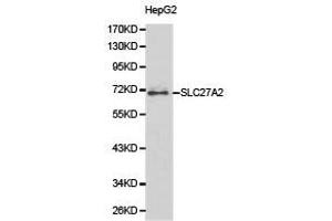 Western Blotting (WB) image for anti-Solute Carrier Family 27 (Fatty Acid Transporter), Member 2 (SLC27A2) antibody (ABIN1874822)