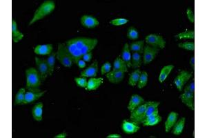 Immunofluorescence (IF) image for anti-Astrotactin 2 (ASTN2) (AA 108-272) antibody (ABIN7144771)