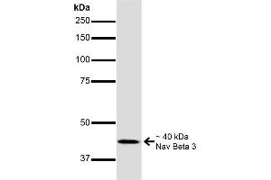 Western Blot analysis of Mouse Brain showing detection of ~40 kDa Nav Beta 3 protein using Mouse Anti-Nav Beta 3 Monoclonal Antibody, Clone S396-29 .