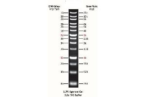 Agarose Gel Electrophoresis (AGE) image for ExcelBand™ XL 25 kb DNA Ladder, Broad Range (up to 25 kb) (ABIN5662613) (ExcelBand™ XL 25 kb DNA Ladder, Broad Range (up to 25 kb))
