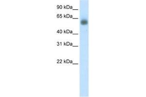 Western Blotting (WB) image for anti-Grainyhead-Like 3 (GRHL3) antibody (ABIN2460671) (GRHL3 Antikörper)