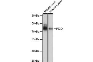 Western blot analysis of extracts of various cell lines, using PIGQ antibody (ABIN7269290) at 1:1000 dilution. (PIGQ Antikörper  (AA 1-200))