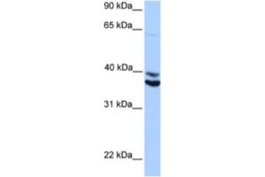 Western Blotting (WB) image for anti-MyoD Family Inhibitor Domain Containing (MDFIC) antibody (ABIN2463382) (MDFIC Antikörper)