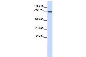 AMH antibody used at 1 ug/ml to detect target protein. (AMH Antikörper  (Middle Region))